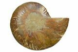 Cut & Polished Ammonite Fossil (Half) - Madagascar #347519-1